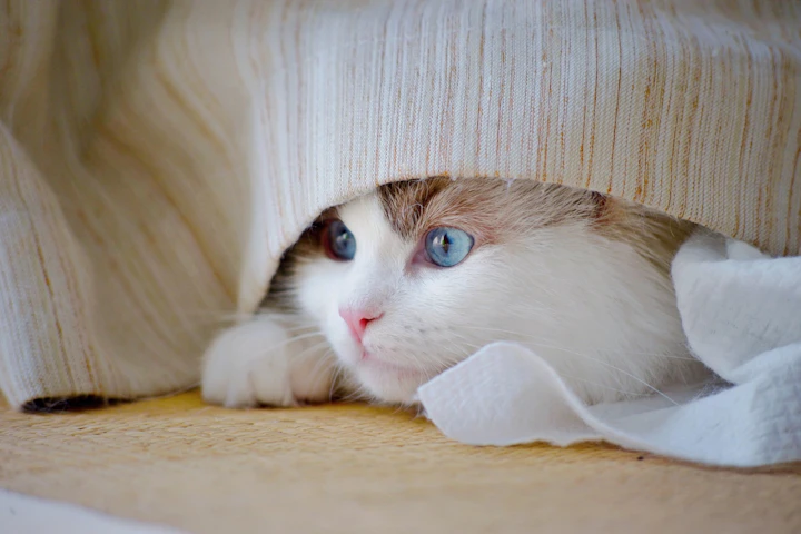 猫,におい,臭い,トイレ,部屋