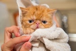 猫,におい,臭い,トイレ,部屋