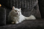 猫,におい,臭い,トイレ,部屋