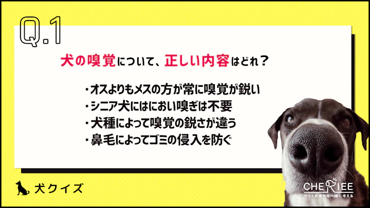 【クイズ】思わず誰かに話したくなる！楽しい犬の雑学③のアイキャッチ画像