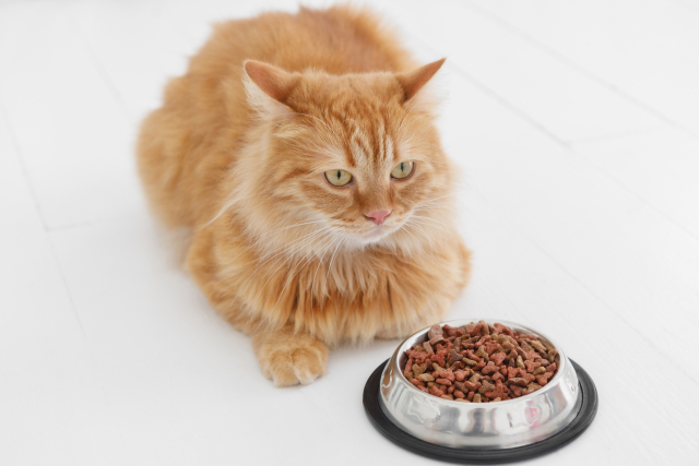 猫,キャットフード,酸化,変化,ドライフード,賞味期限