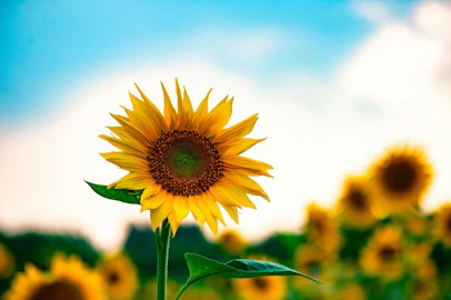 犬を留守番させるときの熱中症対策は?注意点とおすすめグッズ4選のアイキャッチ画像