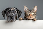 犬,猫,ごはん,食事,栄養,フード,リスク