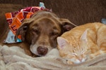 犬,猫,ごはん,食事,栄養,フード,リスク