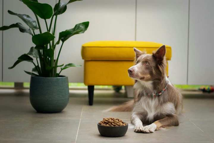 犬,猫,ごはん,食事,栄養,フード,リスク
