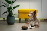 犬,猫,ごはん,食事,栄養,フード,リスク