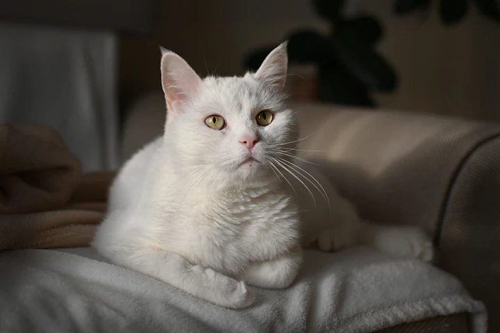 猫,食事,健康,運動,ストレス,長生き