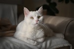 猫,食事,健康,運動,ストレス,長生き