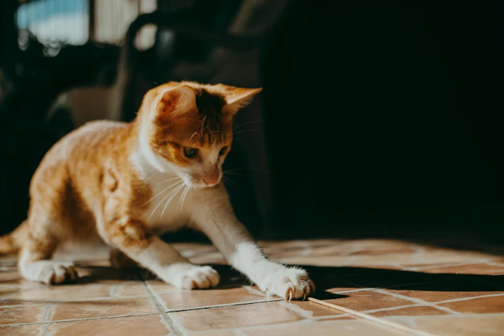 猫,食事,健康,運動,ストレス,長生き