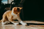 猫,食事,健康,運動,ストレス,長生き