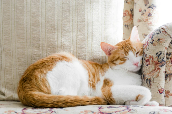 猫,食事,健康,運動,ストレス,長生き