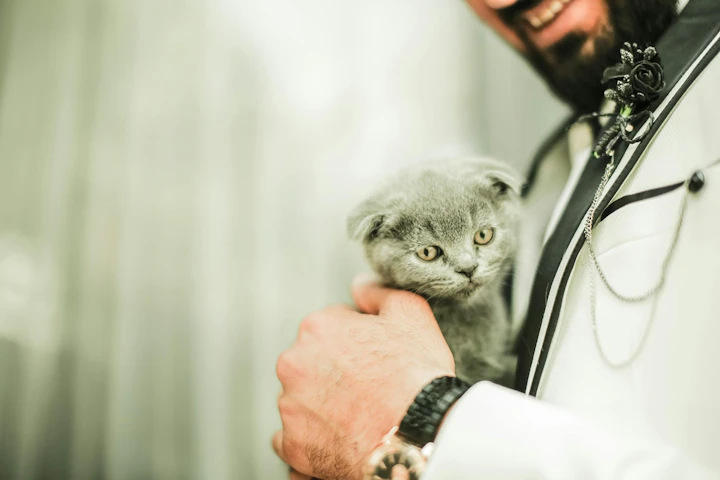 猫,食事,健康,運動,ストレス,長生き