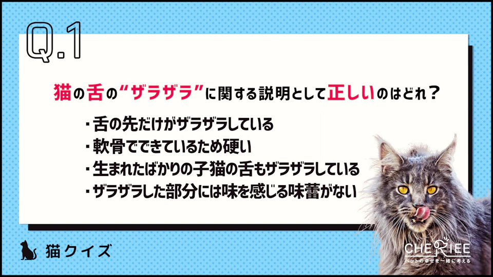 【クイズ】猫の舌がザラザラしている理由って知ってる?