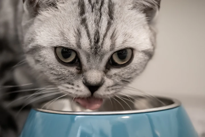 猫,食事,多頭飼い,ごはん,エサ,フード