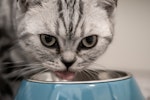 猫,食事,多頭飼い,ごはん,エサ,フード