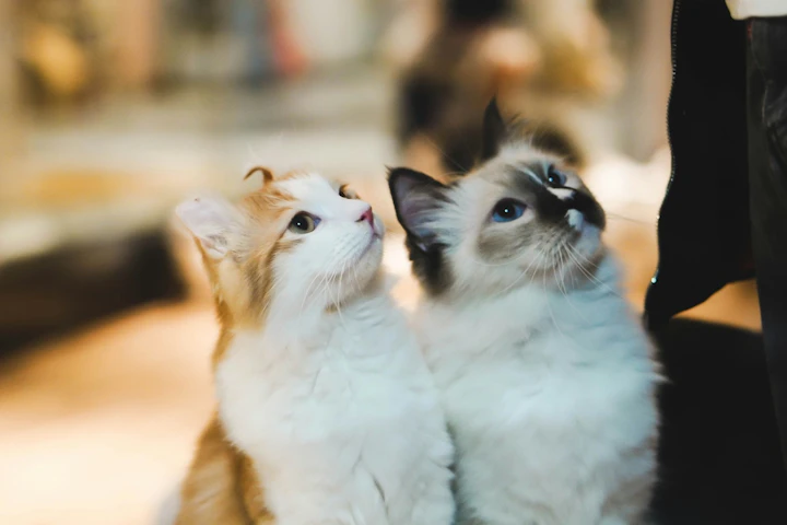 猫,食事,多頭飼い,ごはん,エサ,フード