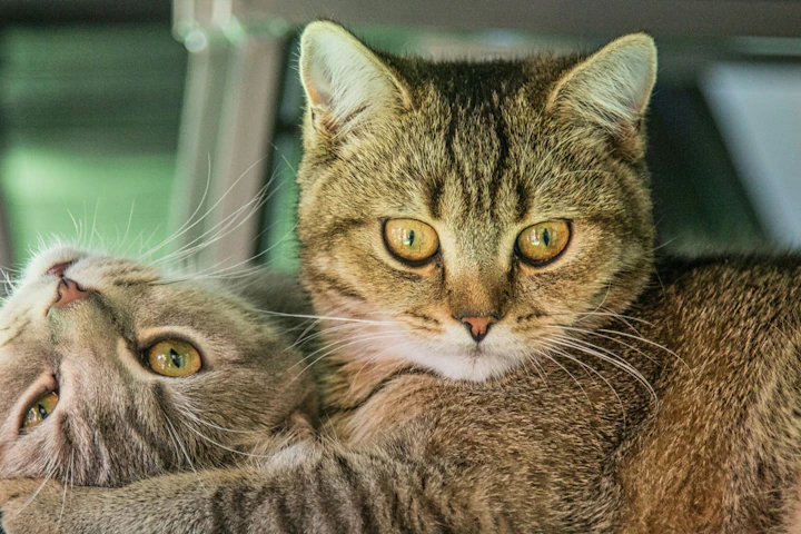 猫,食事,多頭飼い,ごはん,エサ,フード