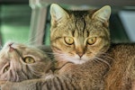 猫,食事,多頭飼い,ごはん,エサ,フード