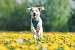 春,動物病院,混雑,ワクチン接種,狂犬病
