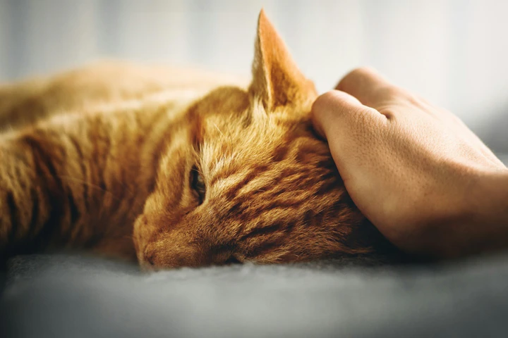 猫,ごはん,食べない,食器,フード,原因