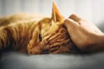 猫,ごはん,食べない,食器,フード,原因