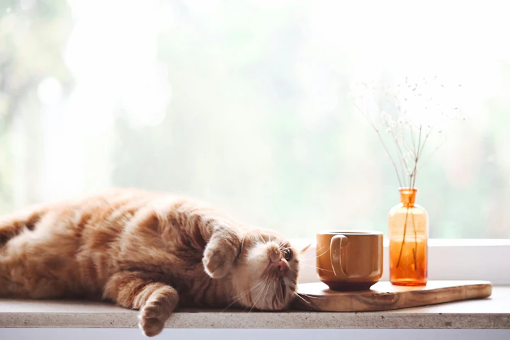 猫,ごはん,食べない,食器,フード,原因