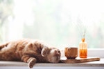 猫,ごはん,食べない,食器,フード,原因