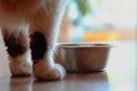 猫,ごはん,食べない,食器,フード,原因