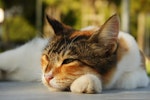 猫,ごはん,食べない,食器,フード,原因