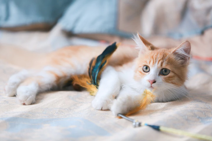 猫,ごはん,食べない,食器,フード,原因