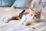 猫,ごはん,食べない,食器,フード,原因