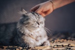 猫,ごはん,食べない,食器,フード,原因