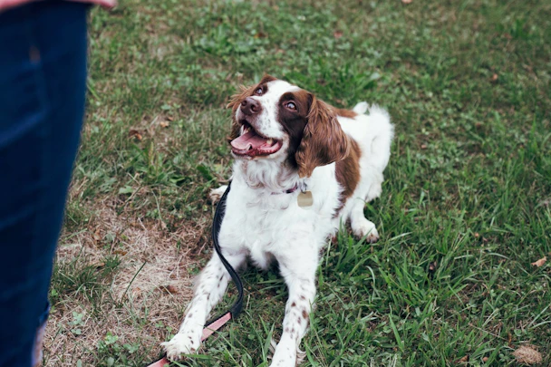 犬のしつけ教室には通うべき?迷ったときの判断基準とはのアイキャッチ画像