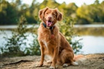犬,しつけ教室,飼い主,問題行動,基準