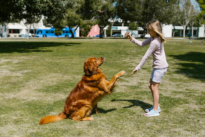 犬,しつけ教室,飼い主,問題行動,基準