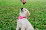 犬,しつけ,トレーニング,褒める,罰