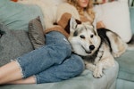 犬,しつけ,トレーニング,褒める,罰