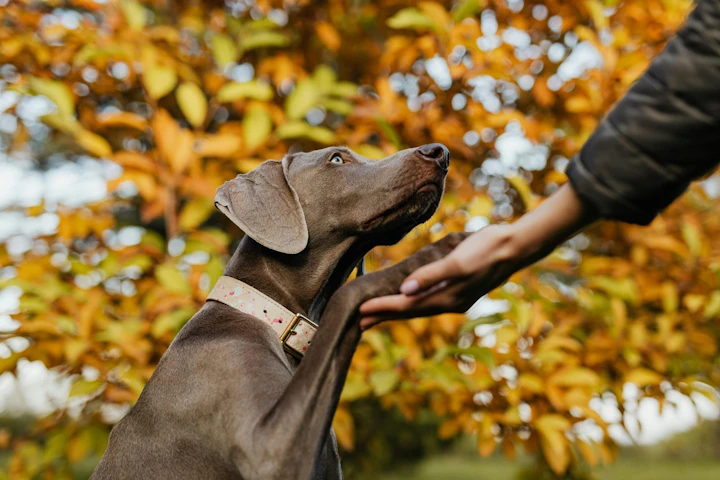 犬,しつけ,トレーニング,褒める,罰