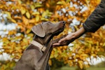 犬,しつけ,トレーニング,褒める,罰