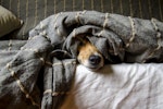 犬,猫,びっくり,驚く,リスク,ケガ
