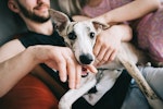 犬,猫,びっくり,驚く,リスク,ケガ