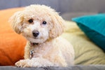 犬,トイレ,場所,失敗,におい,しつけ
