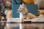 犬,無駄吠え,番犬吠え,トレーニング,チャイム