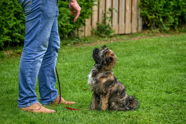 犬,無駄吠え,番犬吠え,トレーニング,チャイム