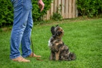 犬,無駄吠え,番犬吠え,トレーニング,チャイム