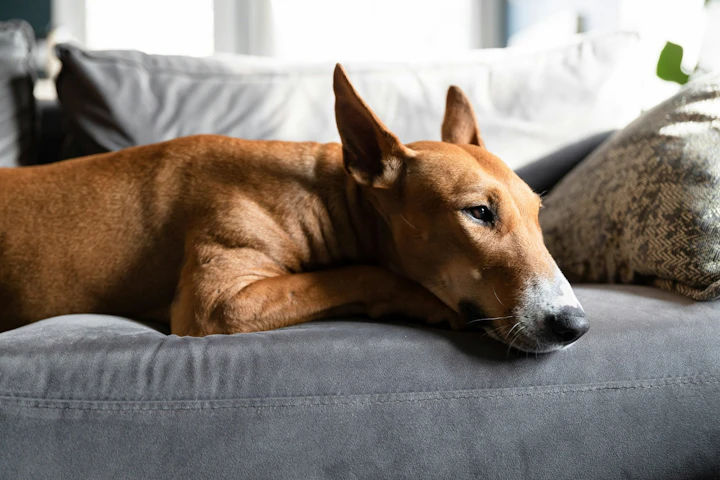 犬,知育玩具,留守番,おやつ,コング