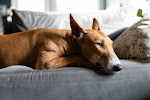 犬,知育玩具,留守番,おやつ,コング
