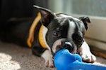 犬,知育玩具,留守番,おやつ,コング