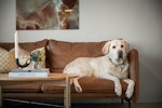 犬,要求吠え,飼い主,直し方,対処法