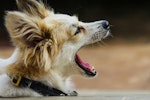 犬,要求吠え,飼い主,直し方,対処法
